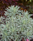 Euphorbia characias Tasmanian Tiger