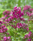 Phlox paars gerafeld