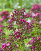 Phlox paars gerafeld