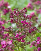 Phlox paars gerafeld