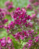 Phlox paars gerafeld