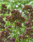 Phlox Green Runner