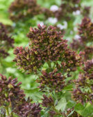 Phlox Green Runner