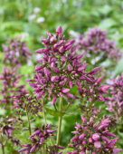 Phlox Euremty