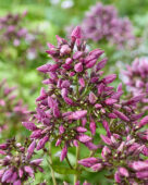 Phlox Euremty