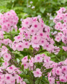 Phlox Raphael