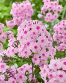 Phlox Raphael