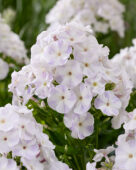 Phlox Zoë