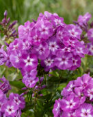 Phlox Laura