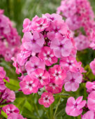 Phlox Evi