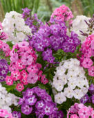 Phlox gemengd
Phlox Laura
Phlox Zoë
Phlox Evi