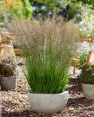 Molinia caerulea Banshee