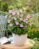 Anisodontea Carnival Lights Cotton Candy Pink