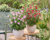 Anisodontea Carnival Lights Cotton Candy Pink, Candy Apple