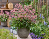 Cardiandra Autumn Bouquet ('Suapc 1707'PBR)