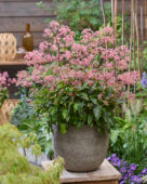 Cardiandra Autumn Bouquet ('Suapc 1707'PBR)