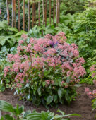 Cardiandra Autumn Bouquet ('Suapc 1707'PBR)