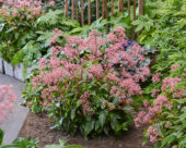 Cardiandra Autumn Bouquet ('Suapc 1707'PBR)