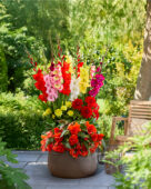 Zomerbloeiende bollen op pot