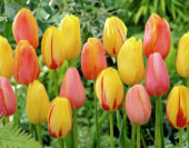 Tulipa mixed
