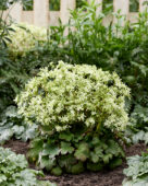 Saxifraga fortunei Planet Orion