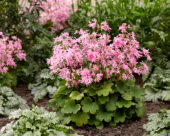 Saxifraga fortunei Planet Saturne