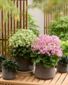 Saxifraga fortunei Planet Orion, Planet Saturne