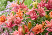 Lilium Hotpants, Hemerocallis Congo Coral