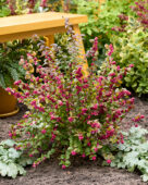 Symphoricarpos x chenaultii Little Berry