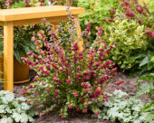 Symphoricarpos x chenaultii Little Berry