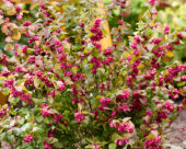 Symphoricarpos x chenaultii Little Berry