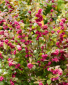 Symphoricarpos x chenaultii Little Berry
