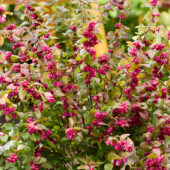 Symphoricarpos x chenaultii Little Berry