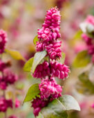 Symphoricarpos x chenaultii Little Berry