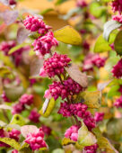 Symphoricarpos x chenaultii Little Berry