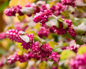 Symphoricarpos x chenaultii Little Berry