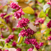 Symphoricarpos x chenaultii Little Berry