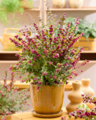Symphoricarpos x chenaultii Little Berry