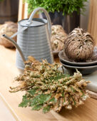 Selaginella lepidophylla