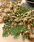 Selaginella lepidophylla