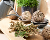 Selaginella lepidophylla
