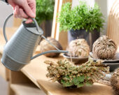 Selaginella lepidophylla
