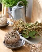 Selaginella lepidophylla