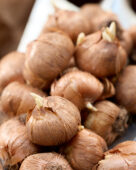 Crocus vernus bulbs