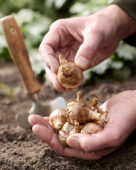 Planting daffodil bulbs