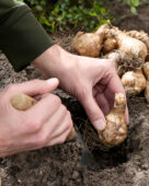 Planting daffodil bulbs