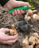 Planting daffodil bulbs