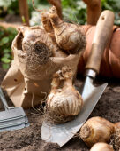 Planting daffodil bulbs