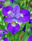 Iris sibirica Violet Skies