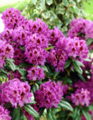 Rhododendron Purple Splendor